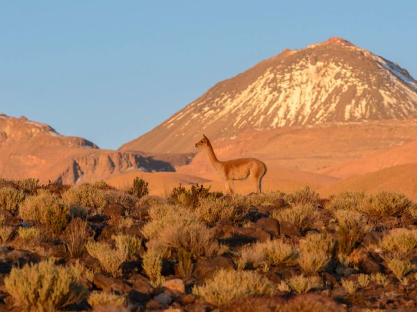 Fauna-reserva-termas-puritama-02