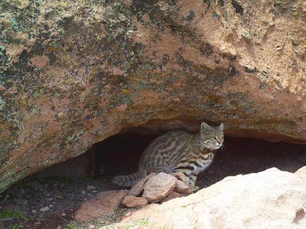 Fauna-reserva-termas-puritama-03