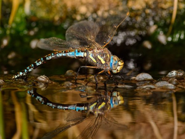Fauna-reserva-termas-puritama-06