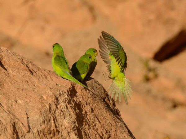 Fauna-reserva-termas-puritama-08