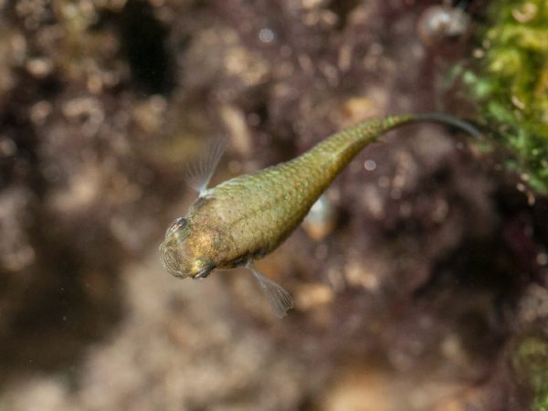 Fauna-reserva-termas-puritama-09