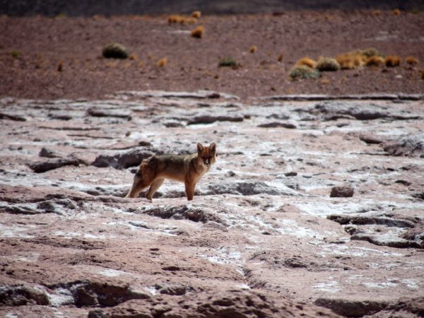 Fauna-reserva-termas-puritama-10
