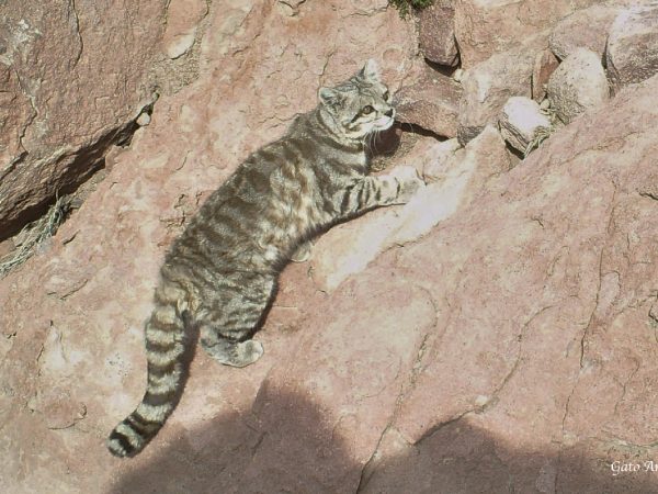 Fauna-reserva-termas-puritama_Gato Andino