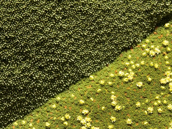 Flora-Reserva Puritama-termas-13